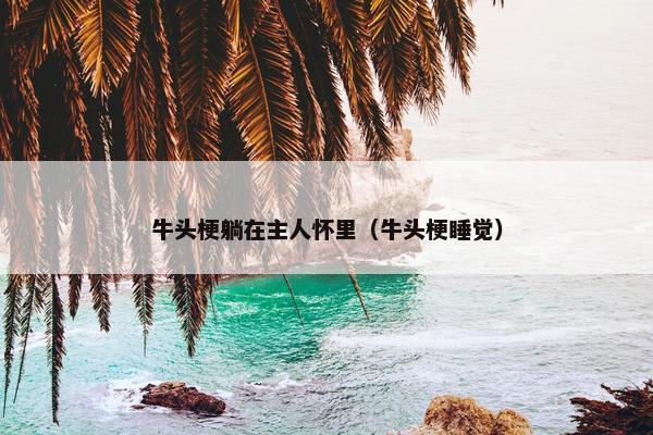 牛头梗躺在主人怀里（牛头梗睡觉）