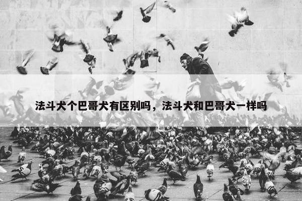法斗犬个巴哥犬有区别吗，法斗犬和巴哥犬一样吗