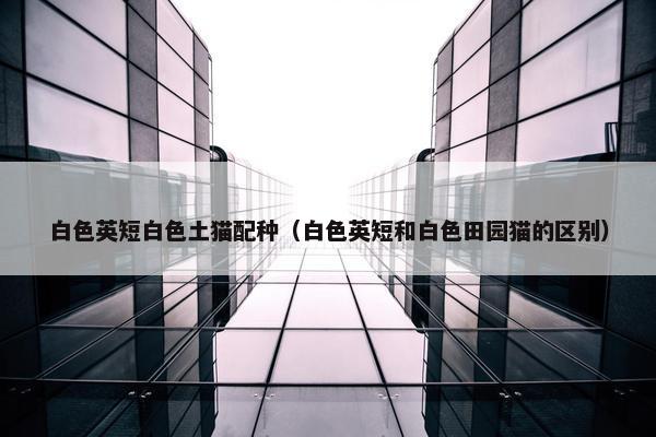 白色英短白色土猫配种（白色英短和白色田园猫的区别）