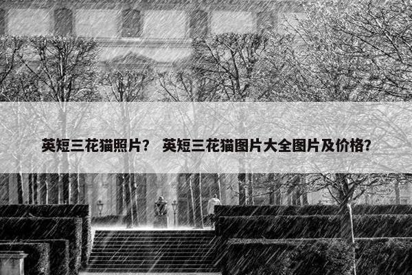 英短三花猫照片？ 英短三花猫图片大全图片及价格？