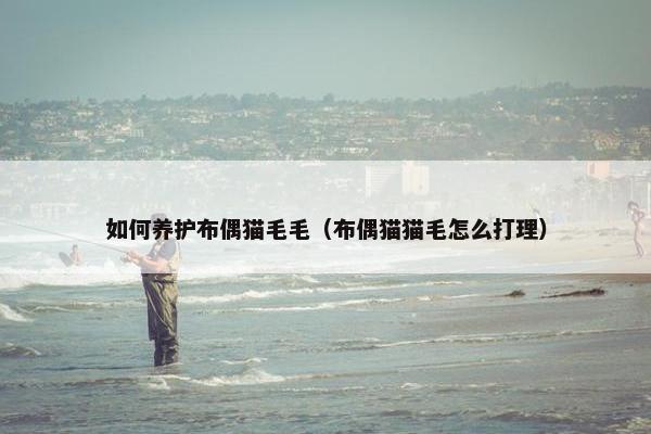 如何养护布偶猫毛毛（布偶猫猫毛怎么打理）