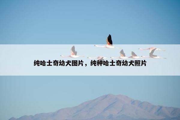 纯哈士奇幼犬图片，纯种哈士奇幼犬照片