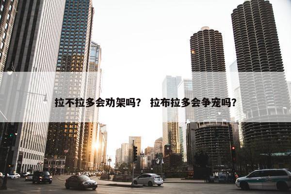 拉不拉多会劝架吗？ 拉布拉多会争宠吗？