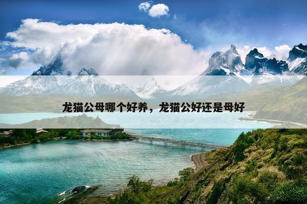 龙猫公母哪个好养，龙猫公好还是母好