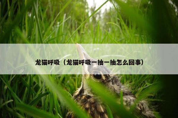 龙猫呼吸（龙猫呼吸一抽一抽怎么回事）