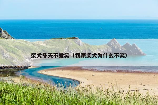 柴犬冬天不爱笑（我家柴犬为什么不笑）