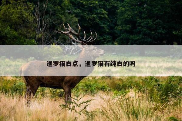 暹罗猫白点，暹罗猫有纯白的吗