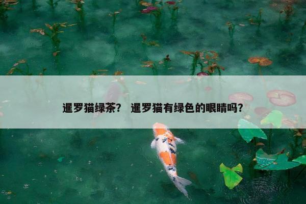 暹罗猫绿茶? 暹罗猫有绿色的眼睛吗? 暹罗猫绿茶? 暹罗猫有绿色的眼睛吗?
