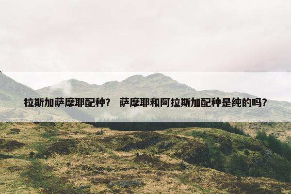 拉斯加萨摩耶配种？ 萨摩耶和阿拉斯加配种是纯的吗？