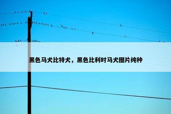 黑色马犬比特犬，黑色比利时马犬图片纯种