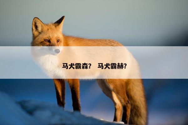 马犬霸森？ 马犬霸赫？