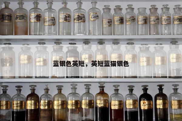 蓝银色英短，英短蓝猫银色