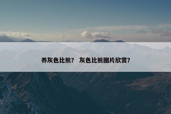 养灰色比熊？ 灰色比熊图片欣赏？