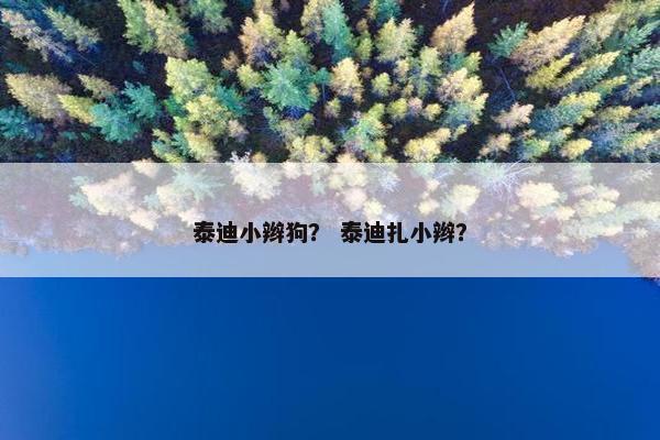 泰迪小辫狗？ 泰迪扎小辫？