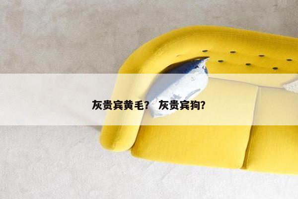 灰贵宾黄毛？ 灰贵宾狗？