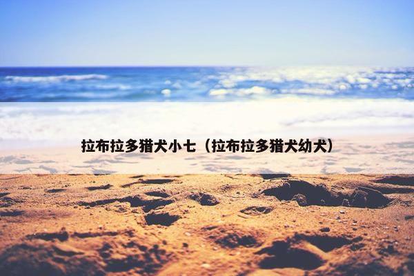 拉布拉多猎犬小七（拉布拉多猎犬幼犬）