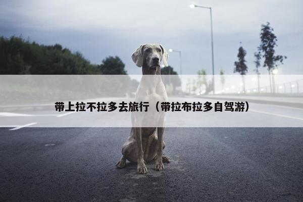带上拉不拉多去旅行（带拉布拉多自驾游）