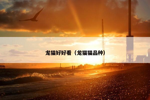 龙猫好好看（龙猫猫品种）