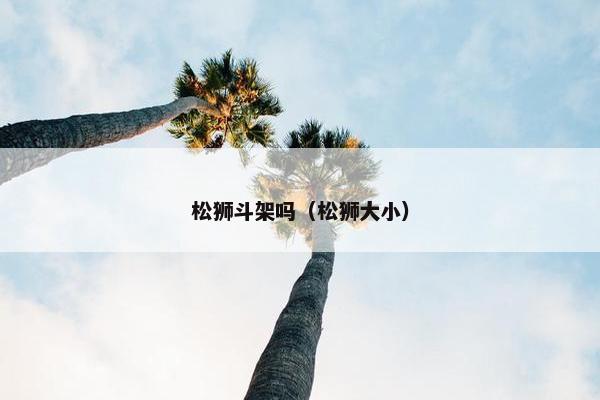 松狮斗架吗（松狮大小）