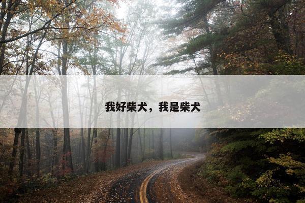 我好柴犬，我是柴犬