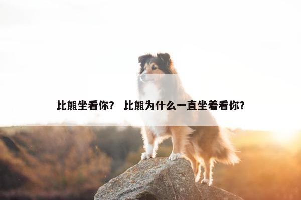比熊坐看你？ 比熊为什么一直坐着看你？