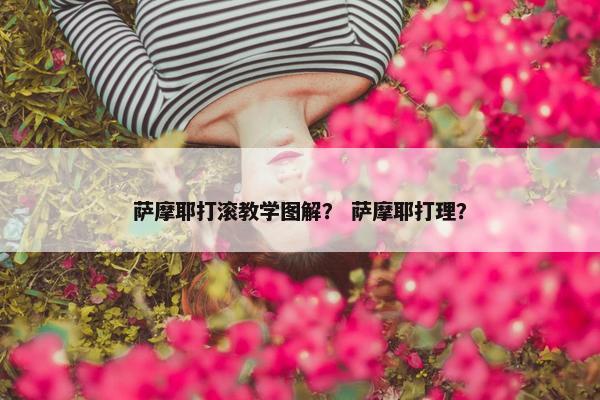 萨摩耶打滚教学图解？ 萨摩耶打理？