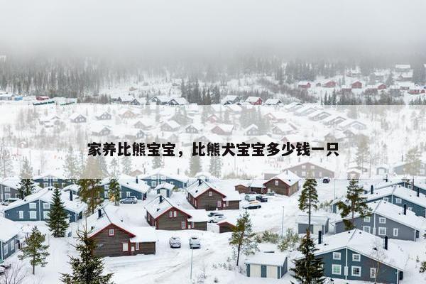 家养比熊宝宝，比熊犬宝宝多少钱一只