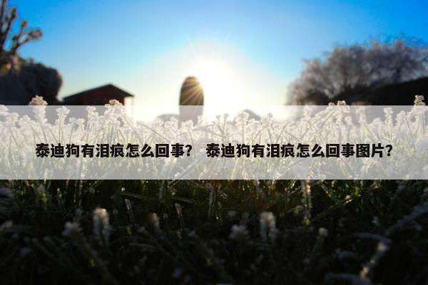 泰迪狗有泪痕怎么回事？ 泰迪狗有泪痕怎么回事图片？