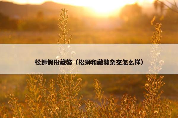 松狮假扮藏獒（松狮和藏獒杂交怎么样）