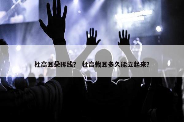 杜高耳朵拆线？ 杜高裁耳多久能立起来？