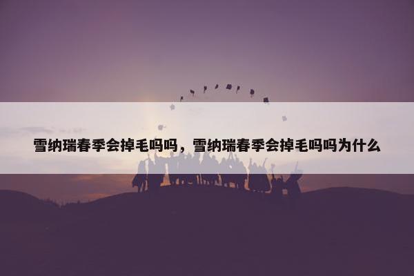 雪纳瑞春季会掉毛吗吗，雪纳瑞春季会掉毛吗吗为什么