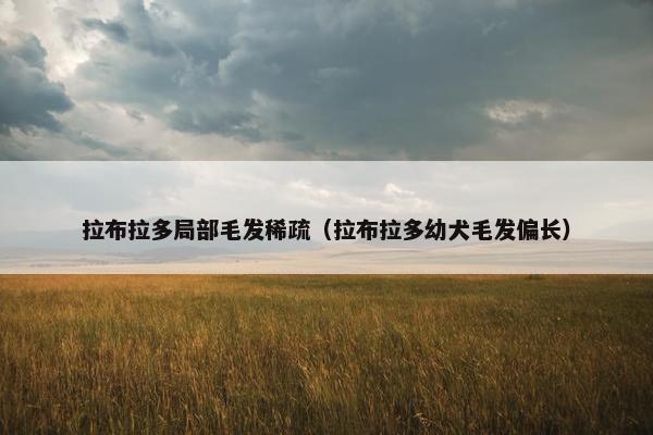 拉布拉多局部毛发稀疏（拉布拉多幼犬毛发偏长）