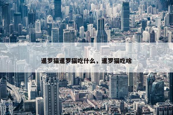 暹罗猫暹罗猫吃什么，暹罗猫吃啥