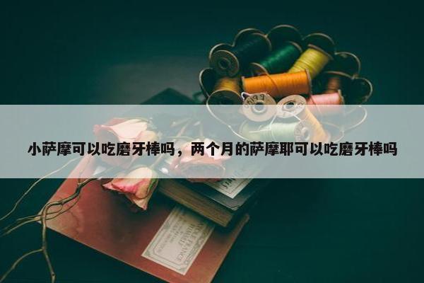 小萨摩可以吃磨牙棒吗，两个月的萨摩耶可以吃磨牙棒吗