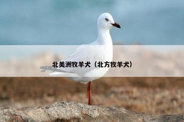 北美洲牧羊犬（北方牧羊犬）