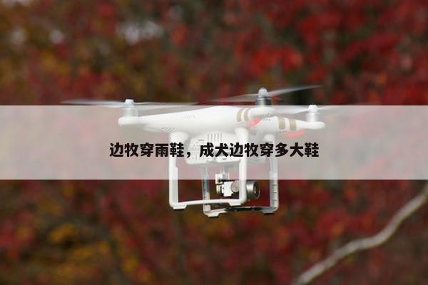 边牧穿雨鞋，成犬边牧穿多大鞋