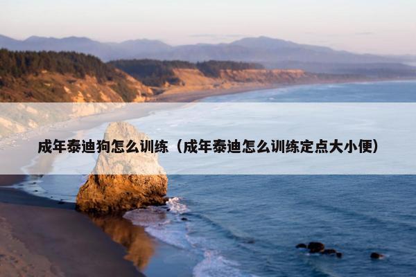 成年泰迪狗怎么训练（成年泰迪怎么训练定点大小便）