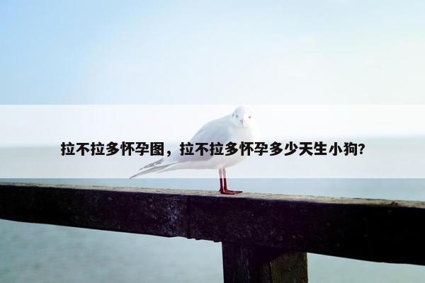 拉不拉多怀孕图，拉不拉多怀孕多少天生小狗?
