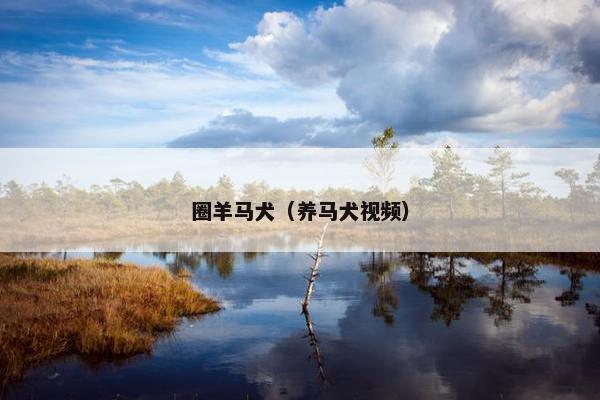 圈羊马犬（养马犬视频）