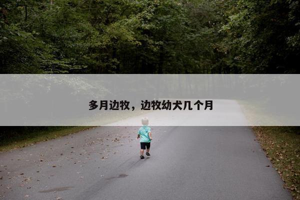 多月边牧，边牧幼犬几个月