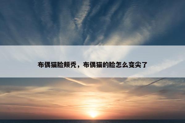 布偶猫脸颊秃，布偶猫的脸怎么变尖了