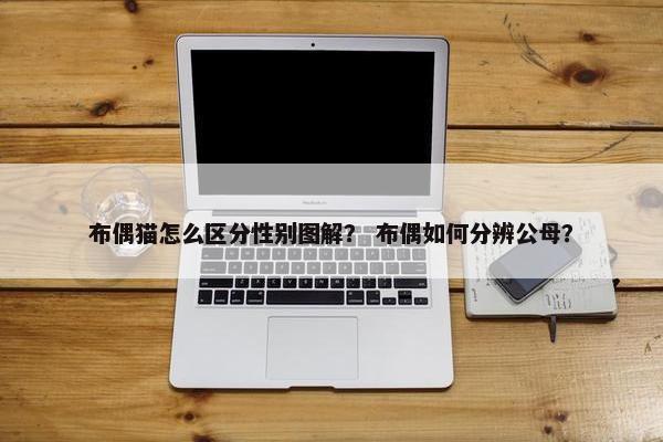 布偶猫怎么区分性别图解？ 布偶如何分辨公母？