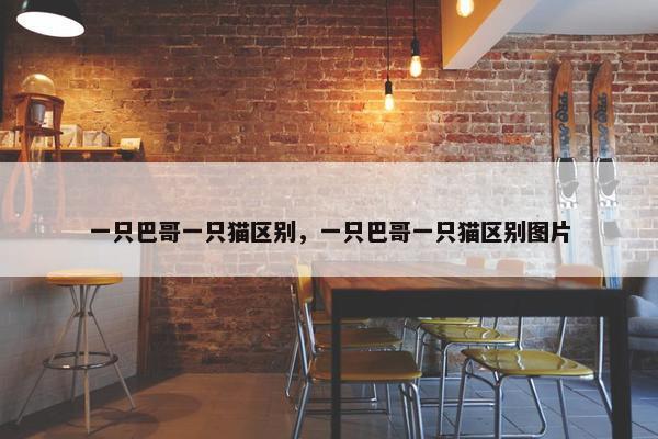 一只巴哥一只猫区别，一只巴哥一只猫区别图片