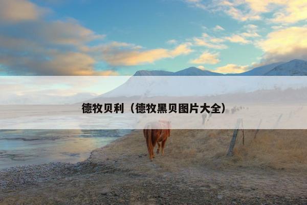 德牧贝利（德牧黑贝图片大全）