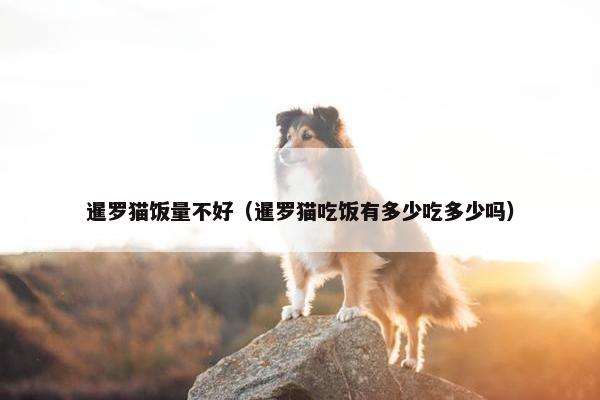 暹罗猫饭量不好（暹罗猫吃饭有多少吃多少吗）