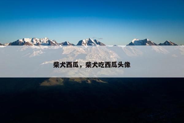 柴犬西瓜，柴犬吃西瓜头像