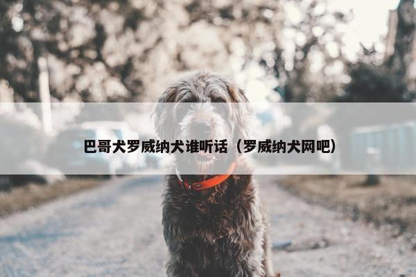 巴哥犬罗威纳犬谁听话（罗威纳犬网吧）