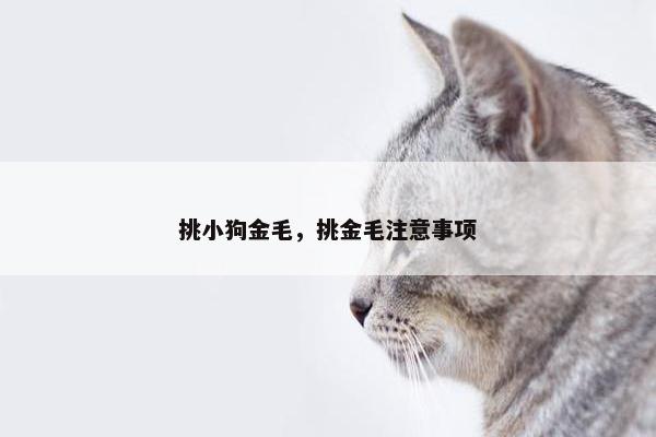 挑小狗金毛，挑金毛注意事项