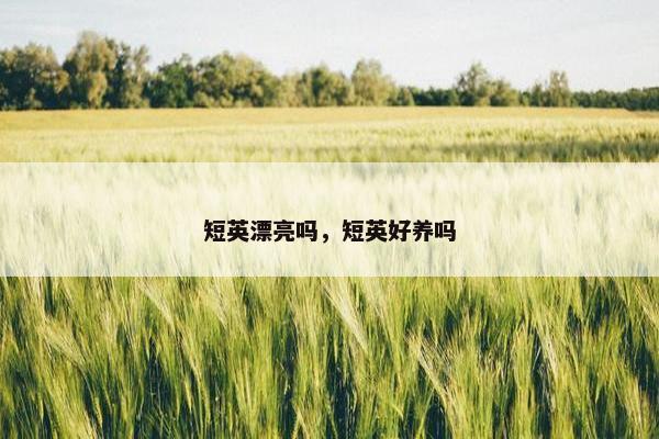 短英漂亮吗，短英好养吗