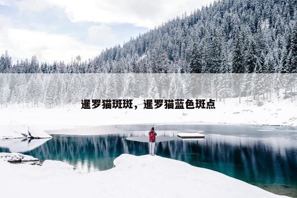 暹罗猫斑斑，暹罗猫蓝色斑点